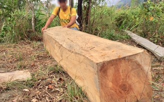 Nhiều cây gỗ lớn bị đốn hạ trong rừng sâu ở Gia Lai