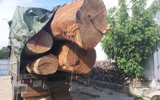 Gia Lai: Bất thường vụ xe chở gỗ 'khủng'