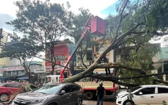 Gia Lai: Bất ngờ với trận mưa đá, gió lớn khiến nhiều cây cổ thụ ngã đổ