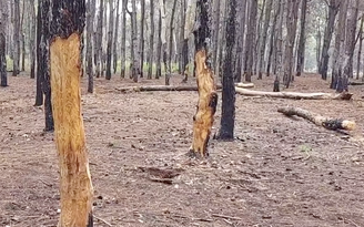 Gia Lai: Điều tra vụ rừng thông ở Đăk Đoa bị xâm hại, đẽo vỏ, chết dần