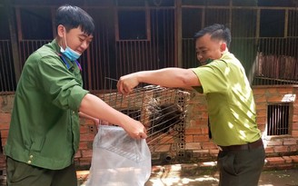 Bình Phước: Người dân tự nguyện giao nộp 25 con nhím để thả về rừng