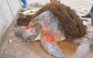Rùa biển dài 1,2m bị thương, dạt vào bờ biển Nam Định
