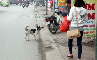 Thả rông chó là hành vi kém văn hóa và phạm pháp