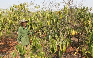 Hàng ngàn héc ta cà phê bị sâu bệnh gây hại