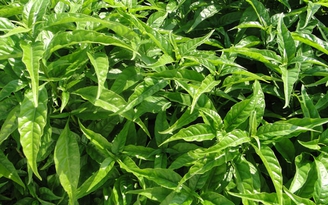 Trà Hoàn Ngọc - 'Vị cứu tinh' cho sức khỏe