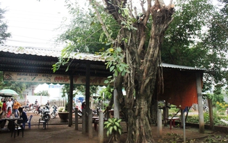 Bị điện giật chết khi đang cưa cây