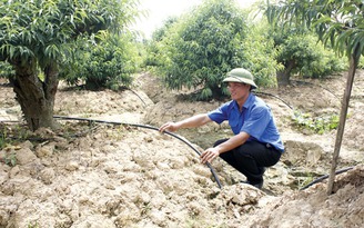 Sáng kiến tưới cây tự động của anh nông dân trồng đào