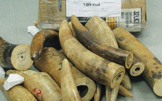 Bắt giữ vụ vận chuyển hơn 100 kg nghi ngà voi