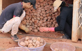 Khoai tây mầm độc hại tràn lan ở chợ nông sản Đà Lạt