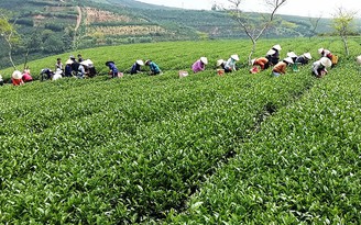 Chè ô long khốn khó