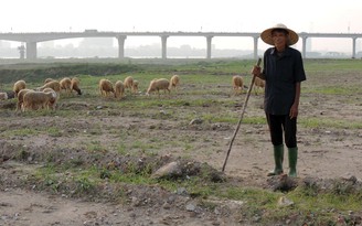 Thu nhập tiền tỉ từ nuôi cừu ở Thủ đô