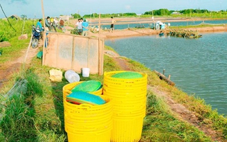 Tôi có ý kiến: Cần giúp nhau khi thu hoạch