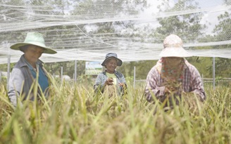 Thái Lan chuyển hướng nông nghiệp vì hạn hán