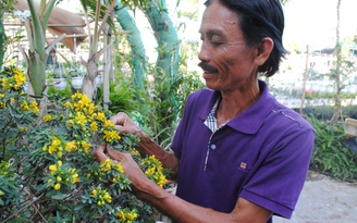 Thành công nhờ trồng hoa ôn đới