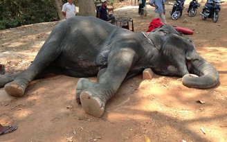 Dịch vụ cưỡi voi tại Campuchia gây phẫn nộ