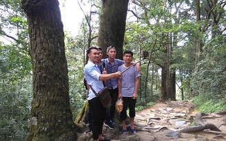 Về Yên Tử khám phá rừng xích tùng hơn 700 tuổi