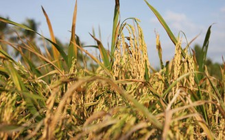 Trung Quốc sẽ vào tận ruộng để giám sát chất lượng gạo VN