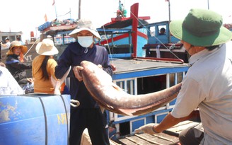 Cá nuôi chết hàng loạt ở Lý Sơn là do thời tiết