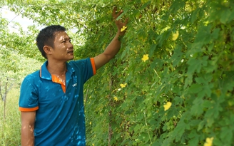 Tự tạo cơ hội: Trồng khổ qua rừng theo hướng hữu cơ