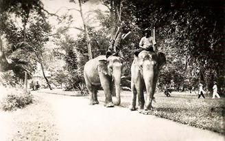 Chuyện ít biết về Sài Gòn xưa: Cuộc đấu giữa cọp và voi