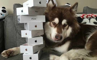 Sắm 8 iPhone 7 cho chó