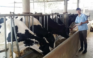 'Rẽ trái' sang làm nông: Nuôi bò sữa bằng... âm nhạc