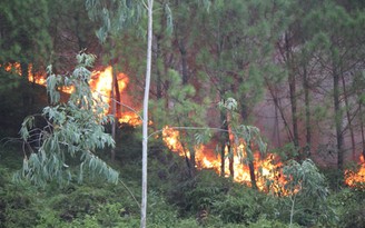 Cháy rừng phòng hộ tại Hạ Long