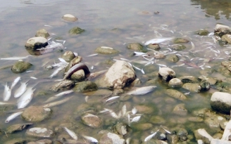Cá chết hàng loạt do nước sông ô nhiễm