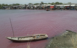 Hoang mang vì nước hồ chuyển sang màu tím