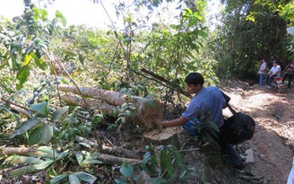 Thanh tra dự án phá rừng để chăn nuôi bò tại Phú Yên