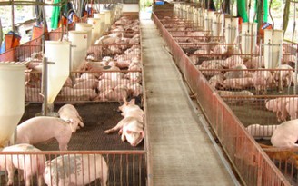 Nuôi 1.000 con lợn thịt có thể nhận hỗ trợ đến 5 tỉ đồng