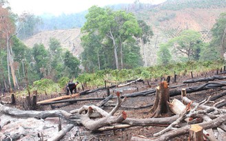 Kỷ luật nhiều cán bộ kiểm lâm vì để mất rừng