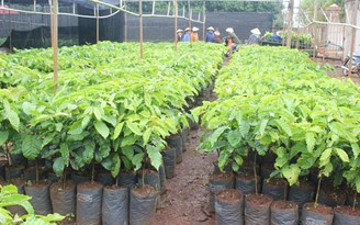 11 cơ sở sản xuất giống cây cà phê không đủ tiêu chuẩn