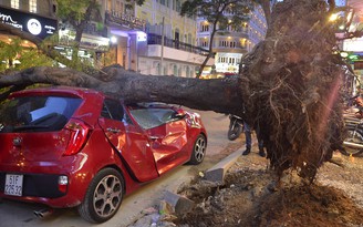 Tai nạn do cây xanh ngã đổ: Ai bồi thường ?