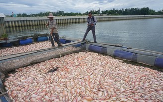 Cá nuôi chết trắng bè tại Đà Nẵng