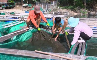 Cá nuôi trong lồng bè chết hàng loạt