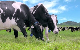 Nông hộ liên kết với doanh nghiệp nuôi bò sữa