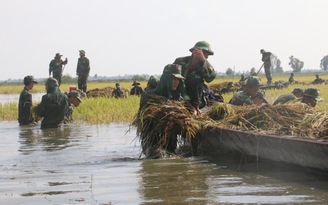 Bộ đội gặt lúa chạy lũ giúp dân