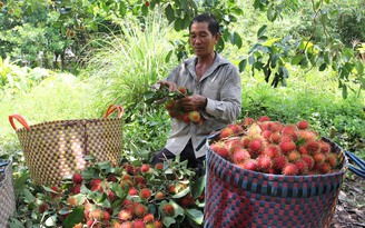 Chôm chôm nghịch vụ 'trúng đậm'