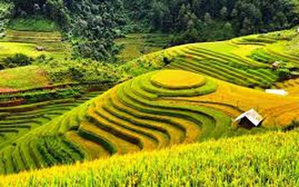 Phát huy tiềm năng ruộng bậc thang Mù Cang Chải lên tầm quốc tế