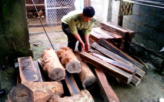 Triệu tập hơn 10 người liên quan vụ chặt gỗ quý ở Vườn quốc gia Yók Đôn