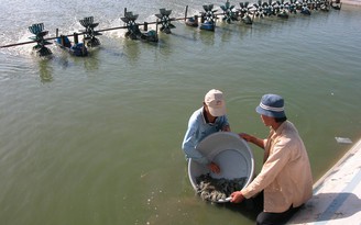 Tài sản vợ chồng 'vua' tôm Minh Phú 'bốc hơi' gần 500 tỉ đồng