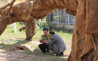 Bao nhiêu cây 'khủng' lọt trạm?