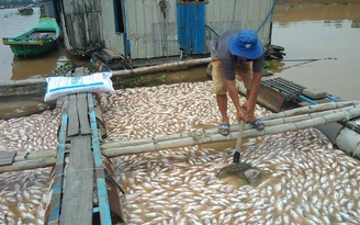 Hơn 1.500 tấn cá chết bất thường trong đêm