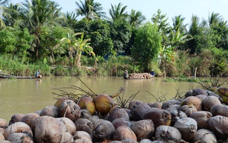 Giá dừa khô xuống thấp nhất trong 10 năm qua