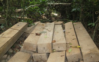 Điều tra vụ đốn hạ 23 cây gỗ dổi