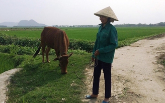 Kiểm tra việc nông dân chăn gia súc trên đồng phải đóng tiền