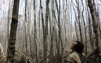 Khoảng 30 ha rừng chết chưa rõ nguyên nhân