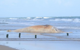 Chôn cất cá voi hơn 10 tấn dạt vào bờ