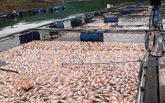 Hơn 50 tấn cá nuôi chết sau một đêm